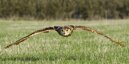Falstaff In Flight