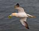 Gannet Over Stormy Sea