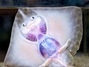 Underside of a Thornback Ray
