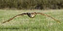 Falstaff in Flight
