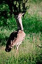 Kori bustard