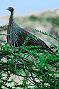 Vulturine guineafowl