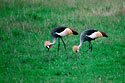 Crowned crane
